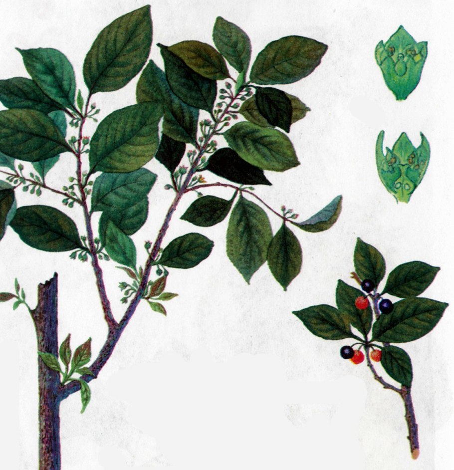 Крушина ольховидная Frangula Alnus