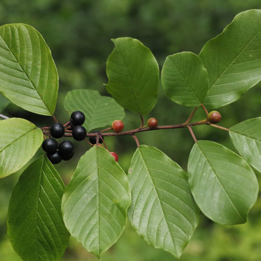Colubrina Ellica Википедия
