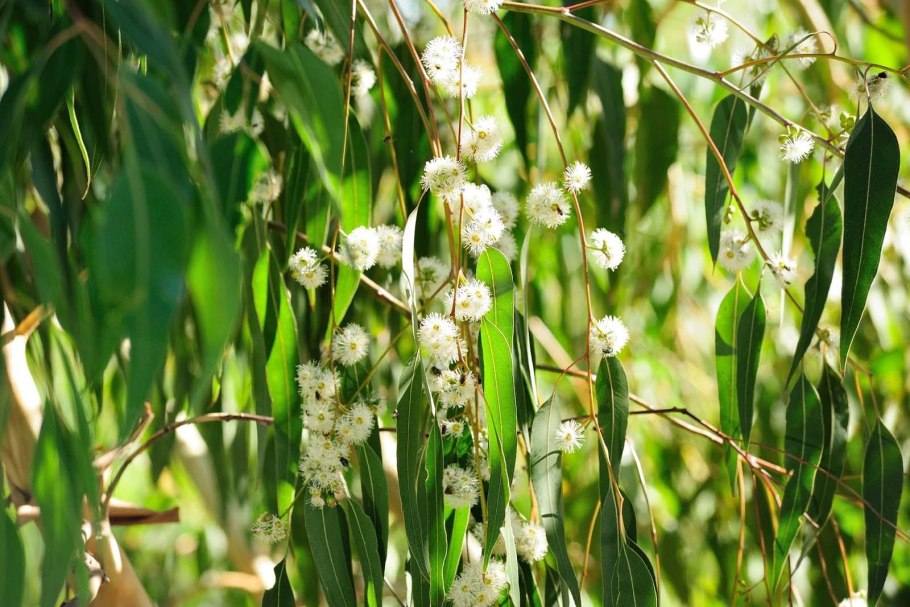 Eucalyptus polybractea