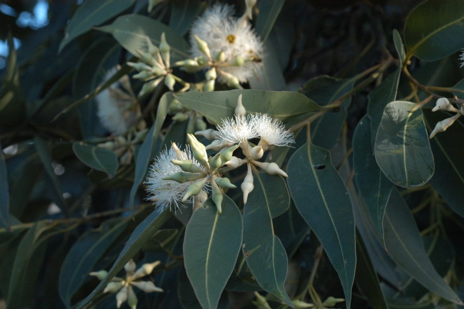 Eucalyptus Гунни