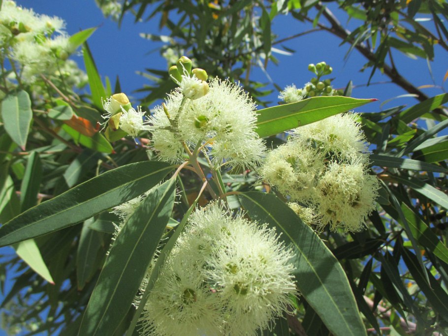 Eucalyptus citriodora