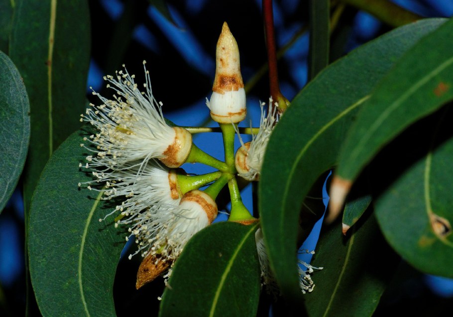 Eucalyptus saligna