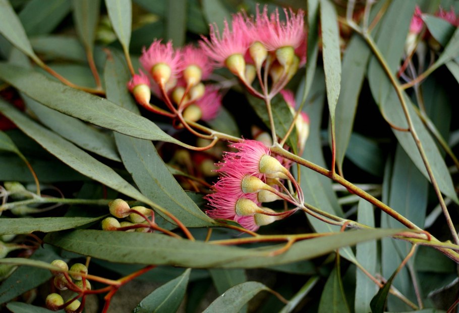 Eucalyptus leucoxylon rosea