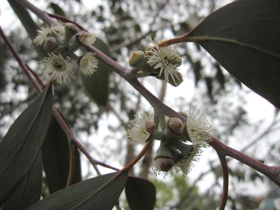 Эвкалипт малоцветковый