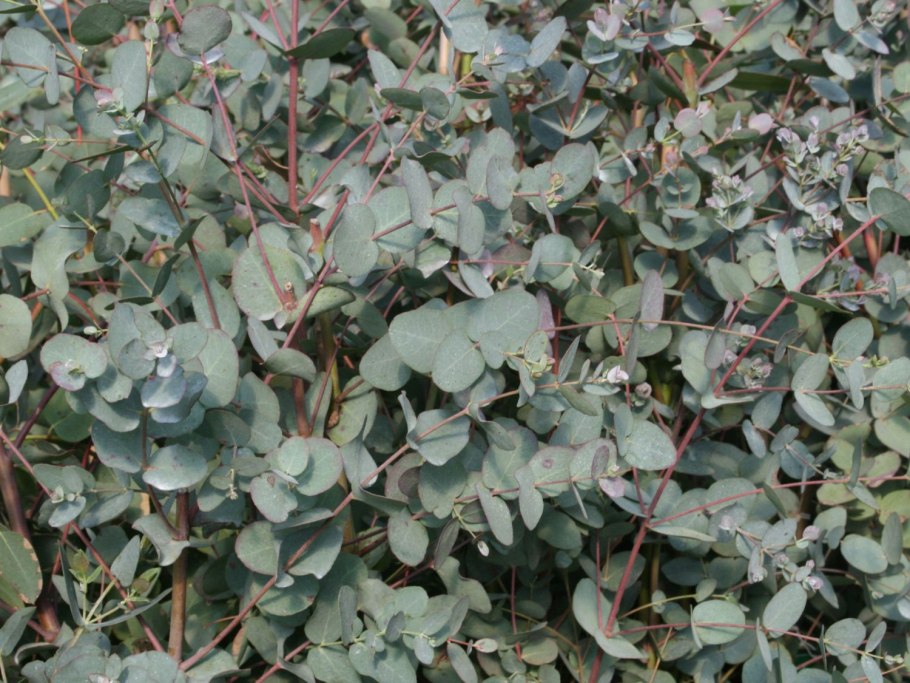 Эвкалипт гунни