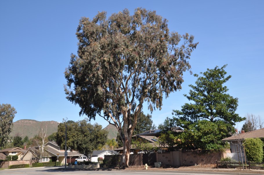 Голубой эвкалипт пожелтение