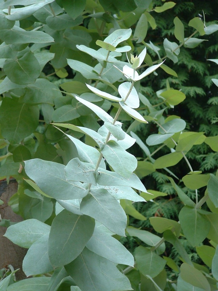 Eucalyptus cinerea