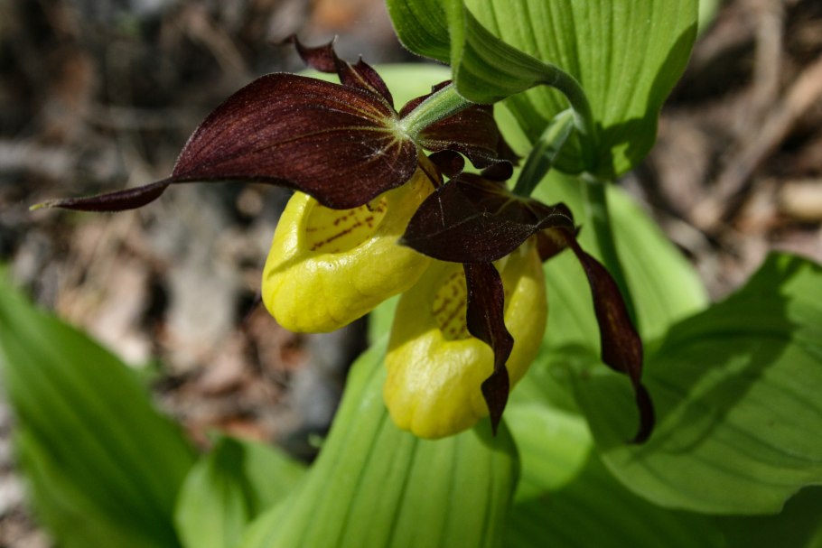 Венерин башмачок настоящий