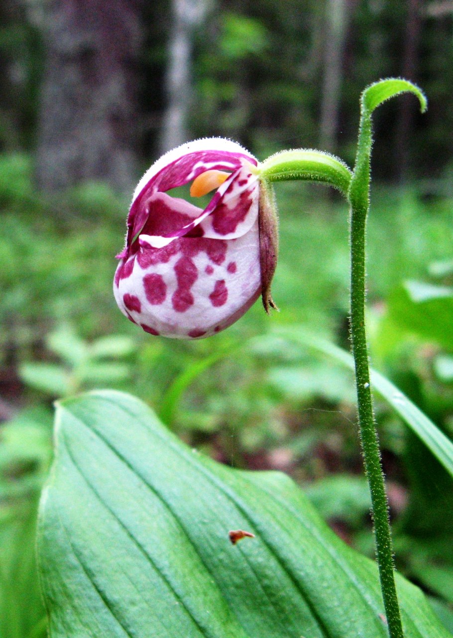 Растение Венерин башмачок
