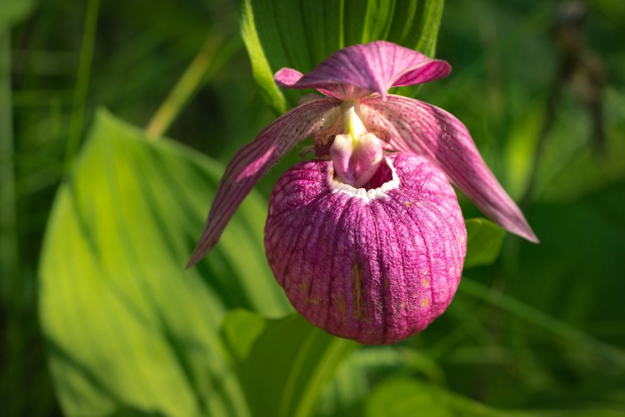 Растение венерин башмачок