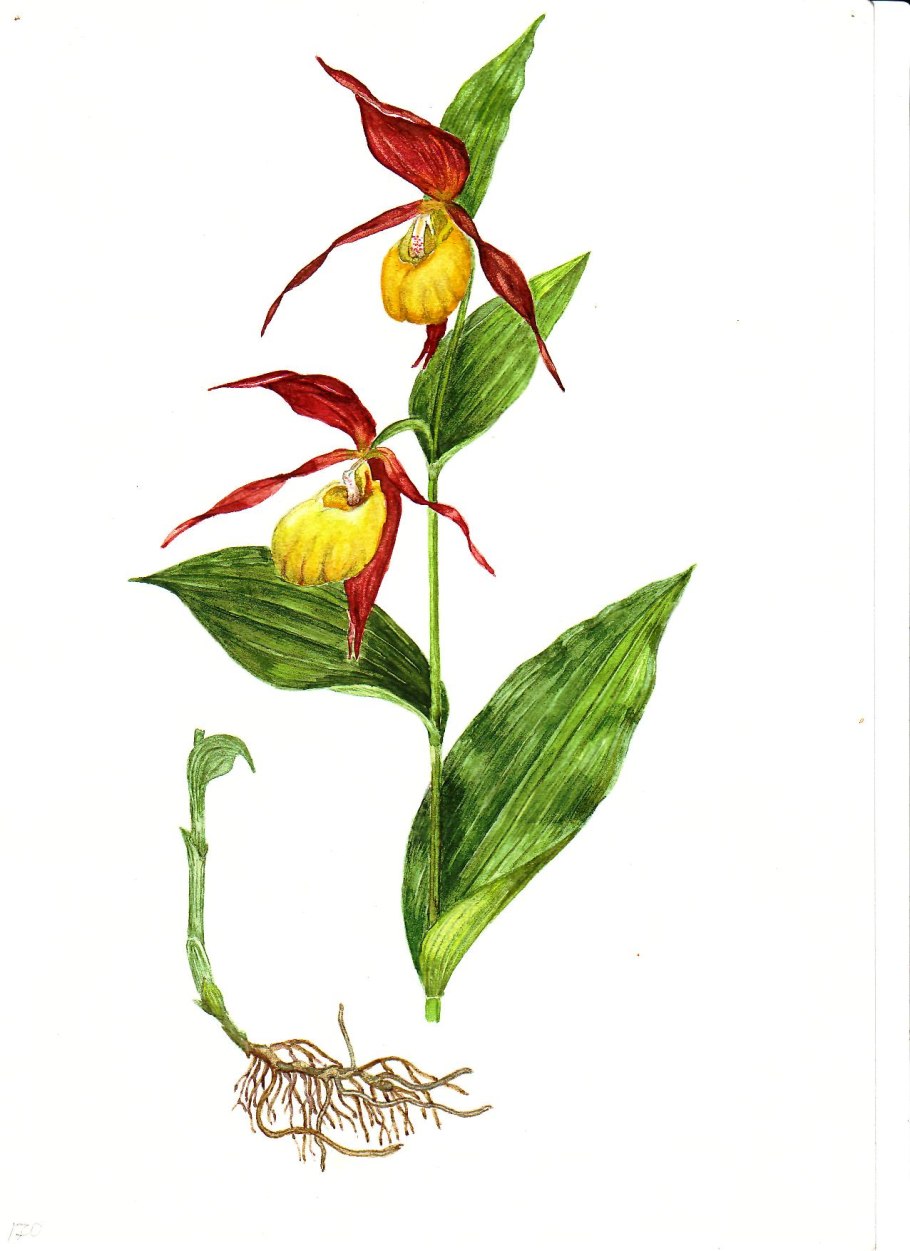 Венерин башмачок бутон