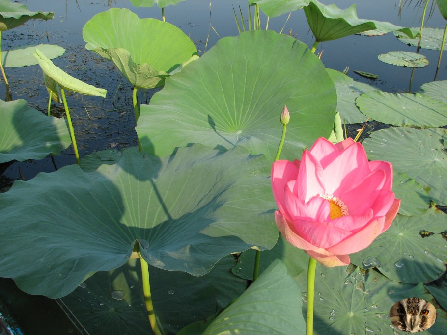 Лотосовые поля астрахань