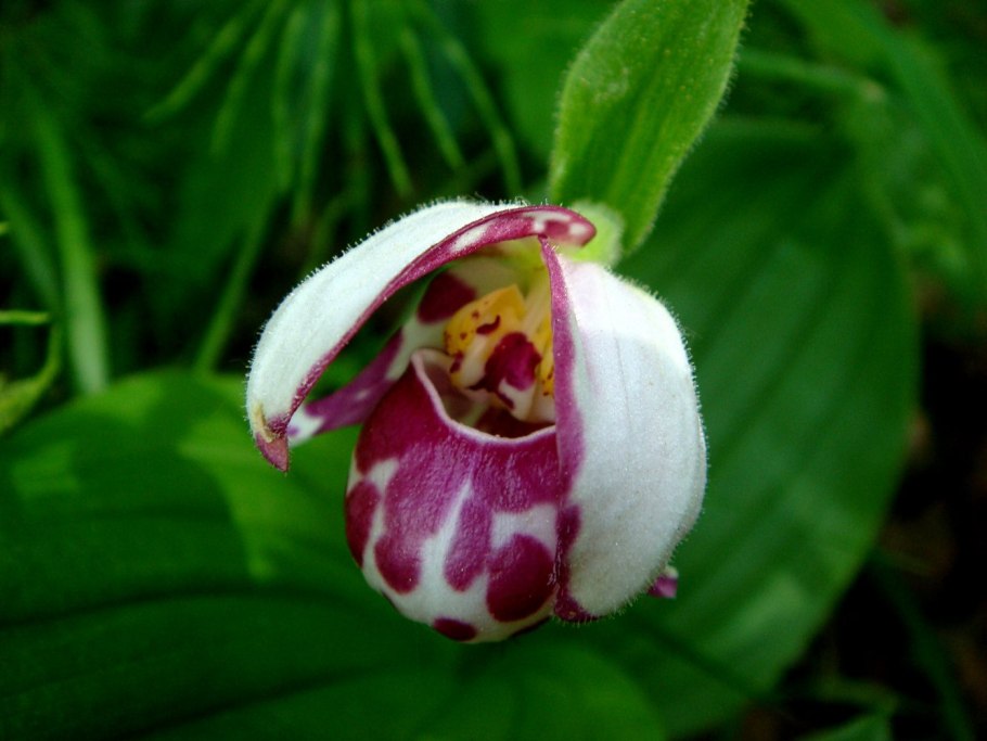 Краснокнижные растения Алтая