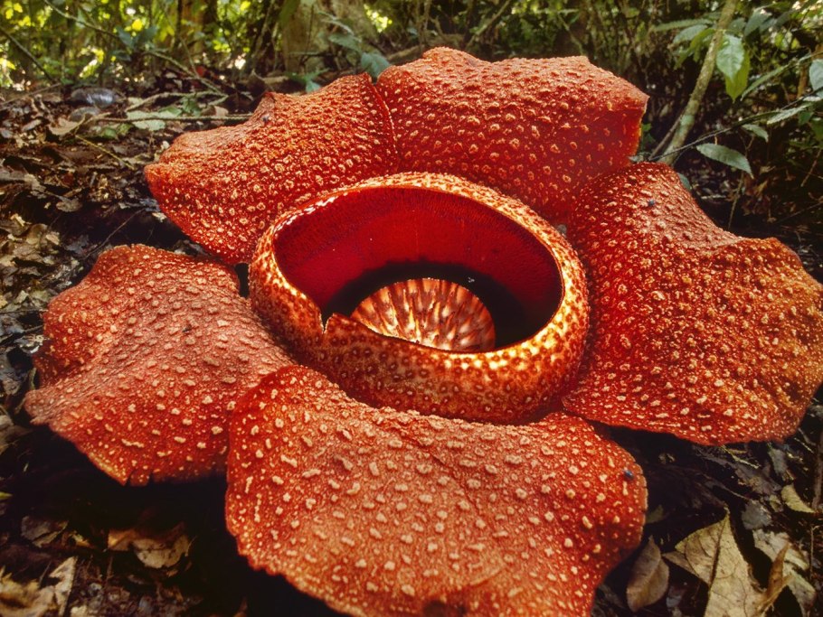 Лотос орехоносный Nelumbo nucifera