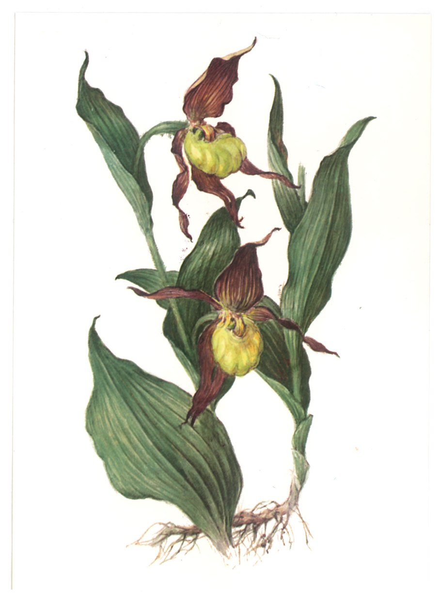 Лотос орехоносный