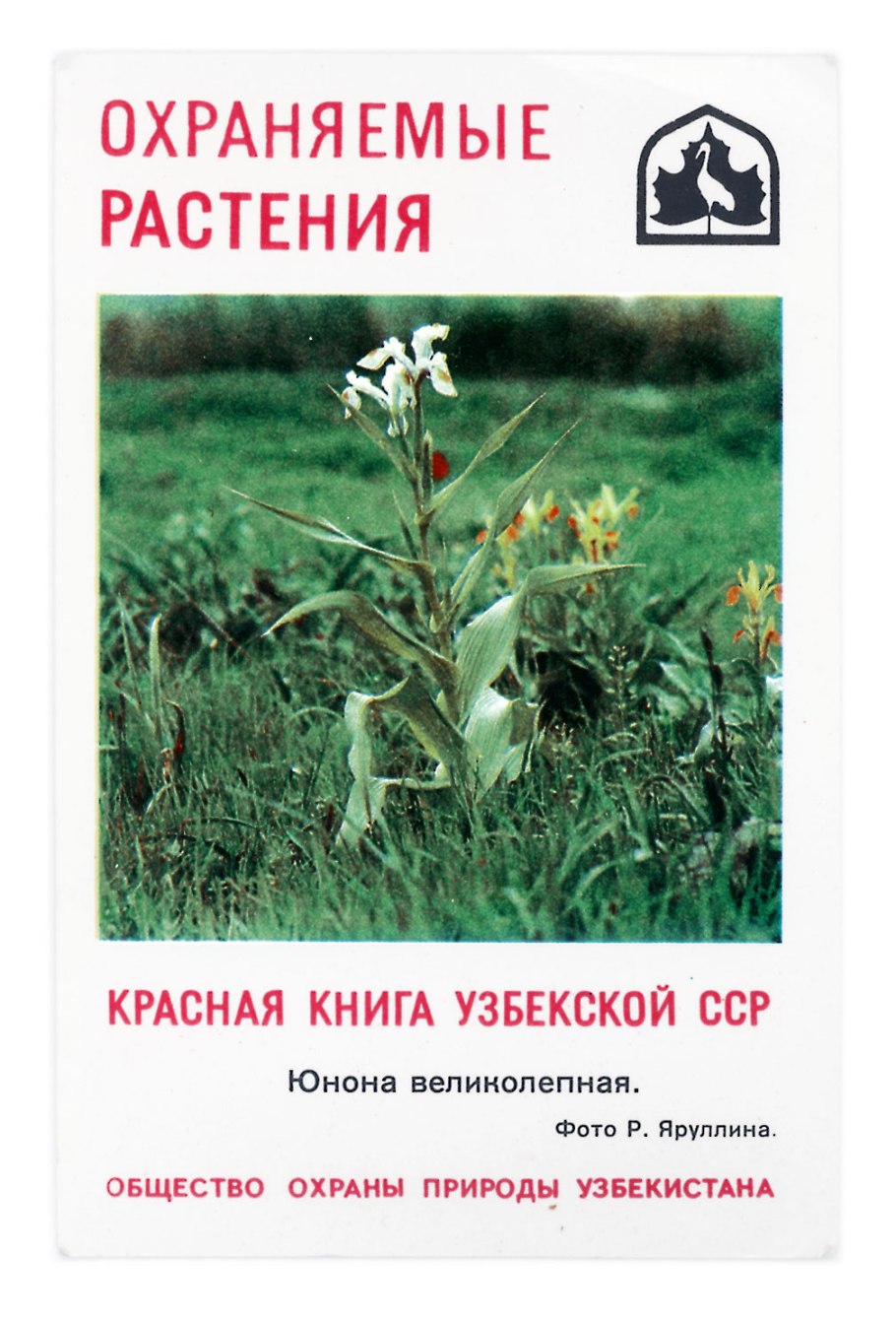 Башмачок крупноцветный