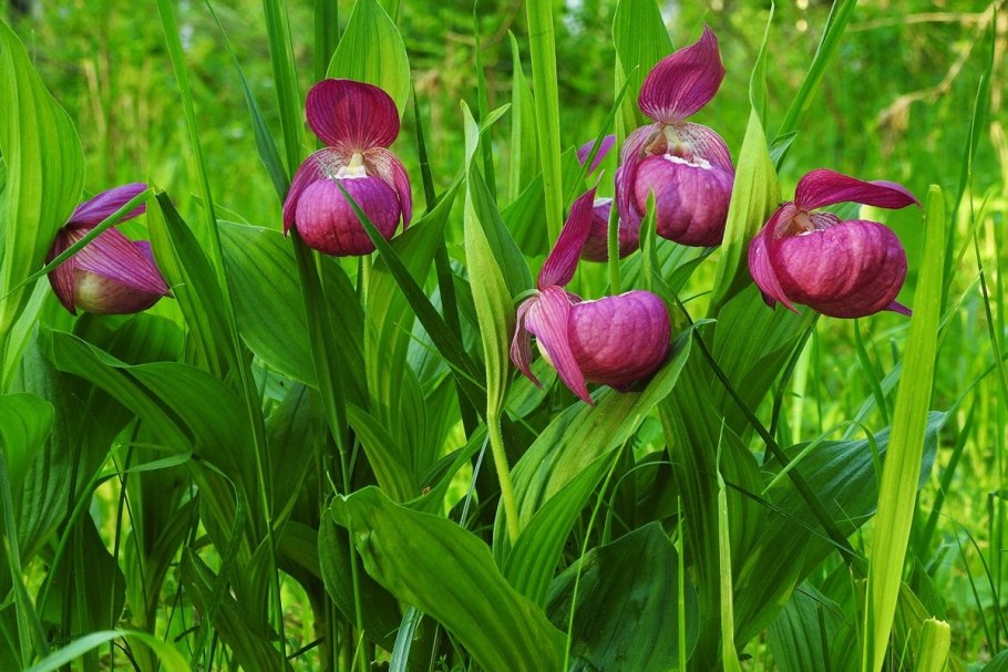 Растение прострел раскрытый