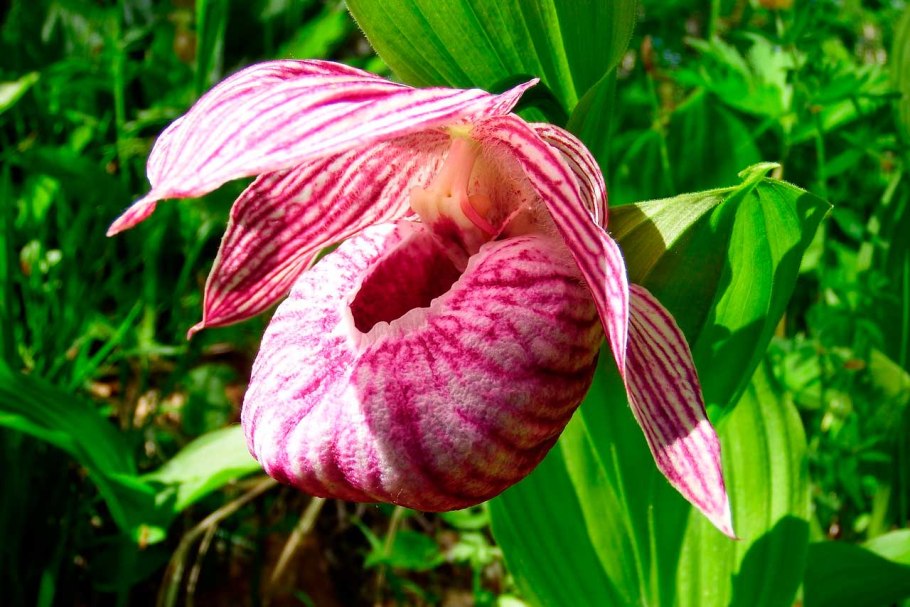 Башмачок венерин