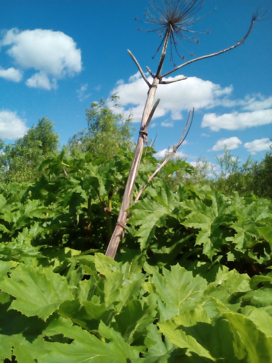 Болиголов пятнистый борщевик