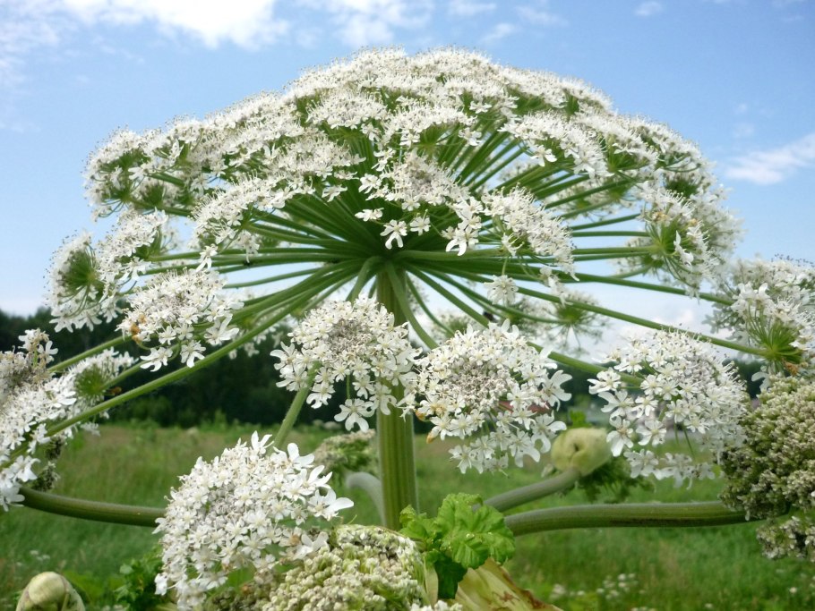 Борщевик обыкновенный ядовитое растение