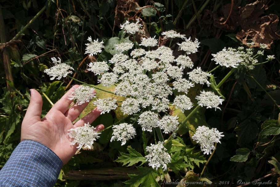 Борщевик мохнатый