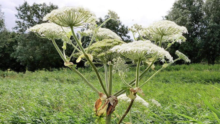 Ядовитое растение борщевик