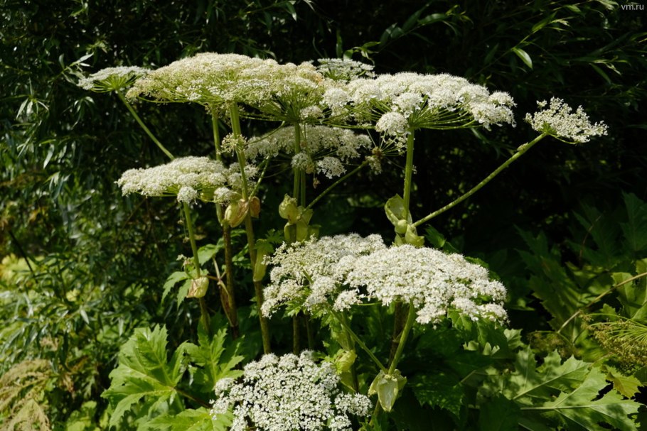 Борщевик Сибирский полевой Красноярский