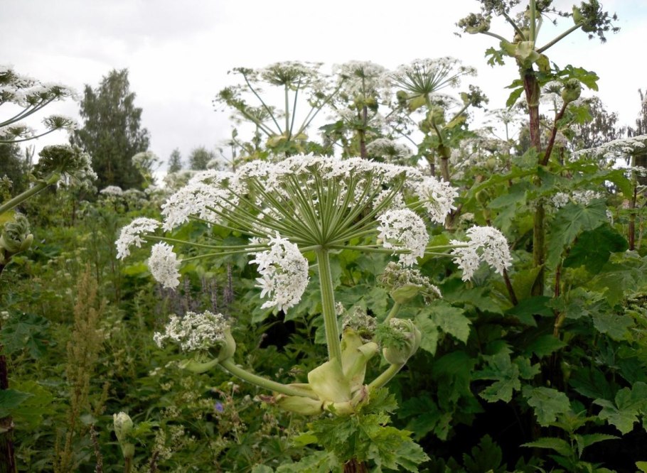 Борщевик Сибирский — Heracleum sibiricum l
