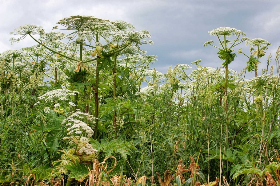 Борщевик мантегацци heracleum mantegazzianum