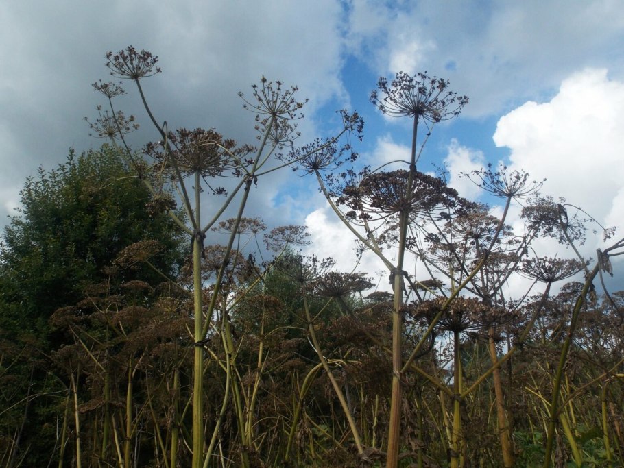 Борщевик обыкновенный