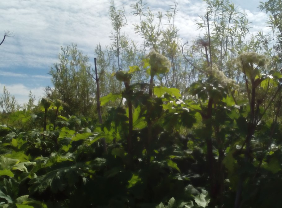 Борщевик сосновского поле