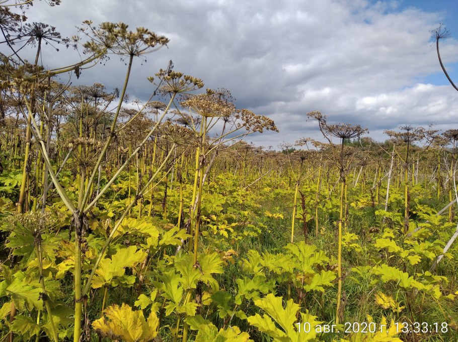 Борщевик мохнатый медвежья лапа