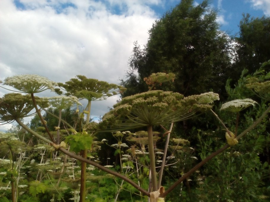 Борщевик полевой