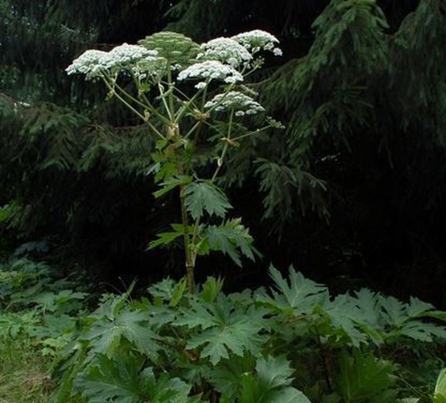 Борщевик Сосновского ядовитое растение