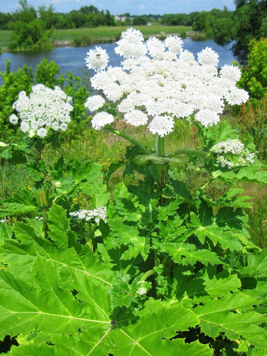 Ядовитый борщевик сосновского