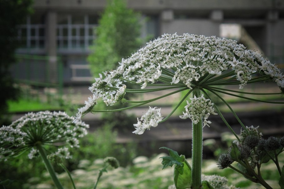 Борщевика сосновского