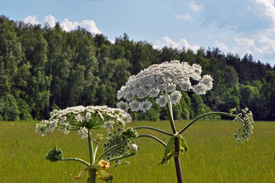 Борщевик Сосновского листья