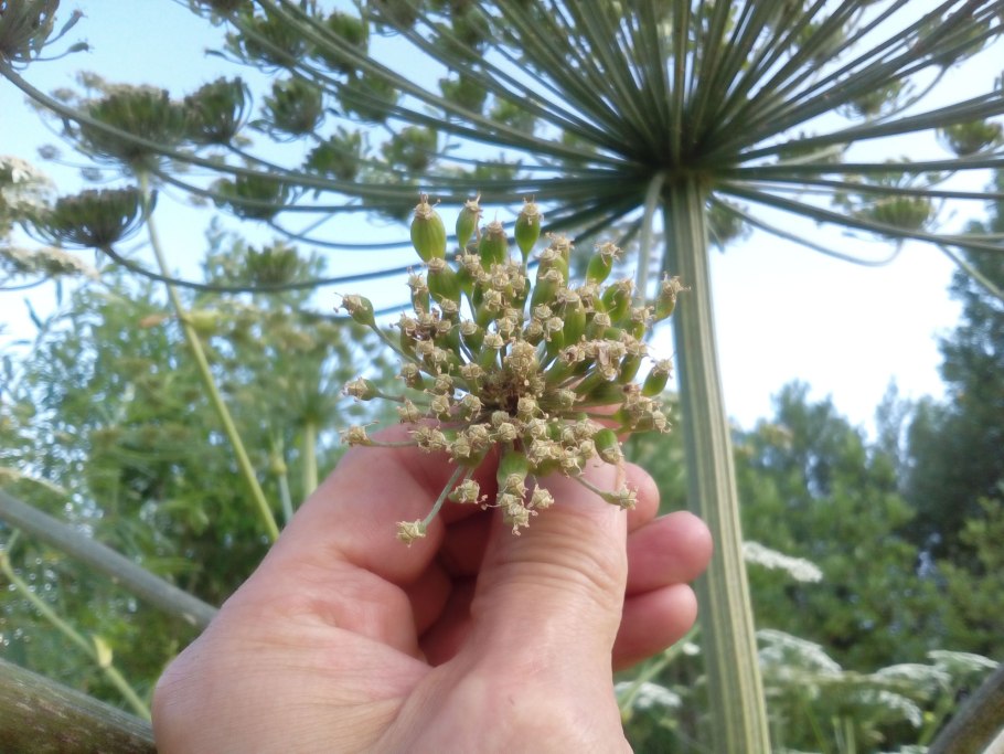 Борщевик сухоцвет