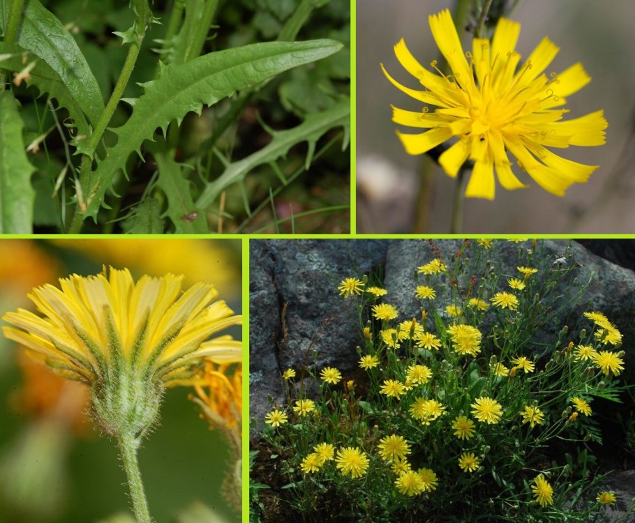 Скерда Crepis tectorum