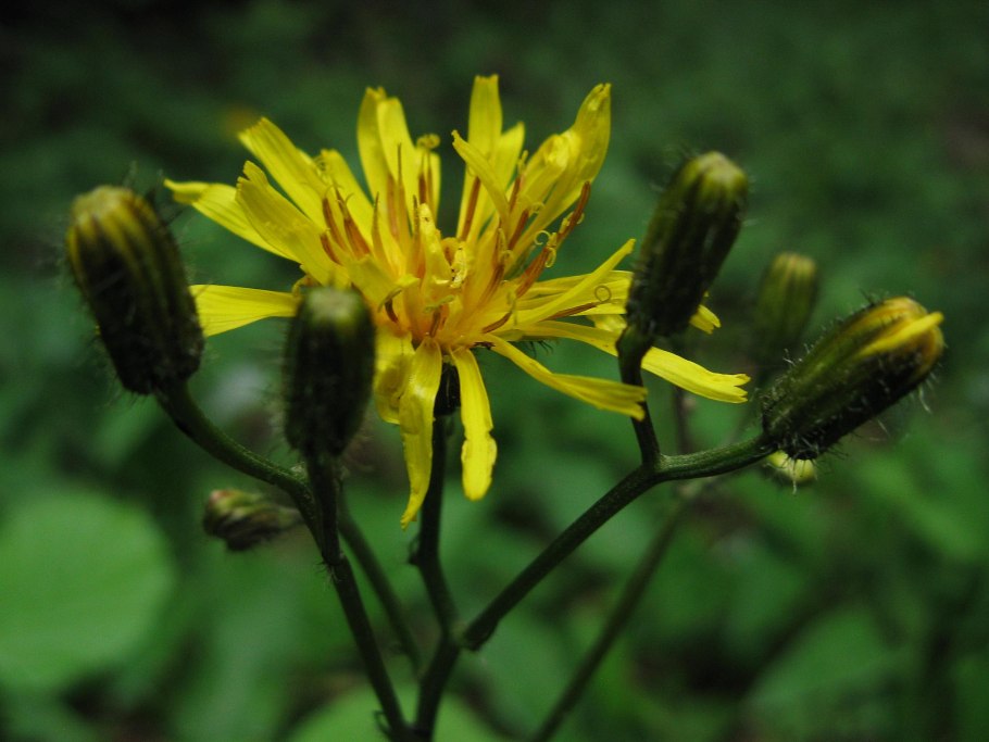 Crepis paludosa