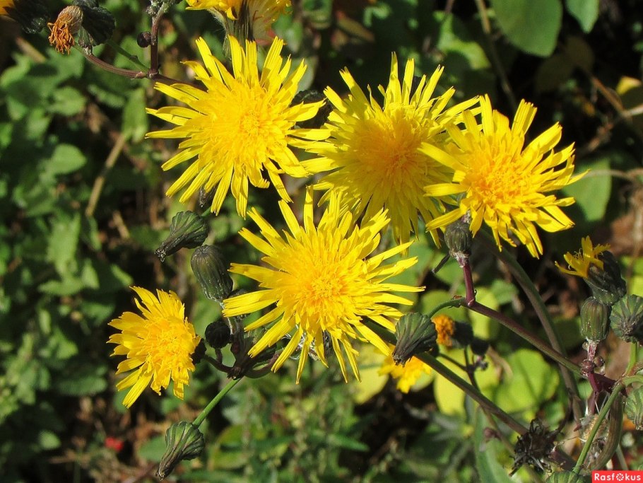 Хмелюк дикий