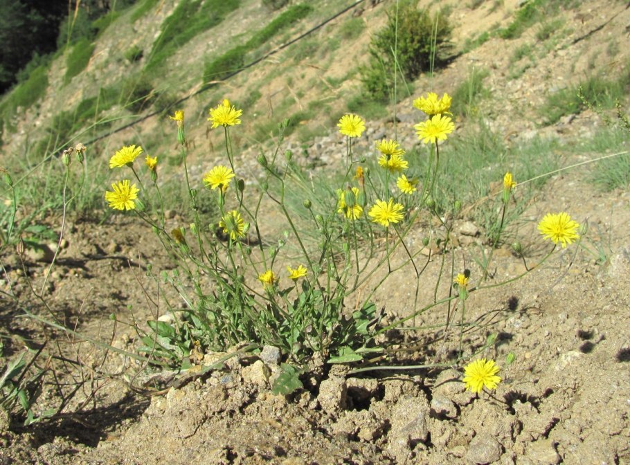 Crepis pulchra