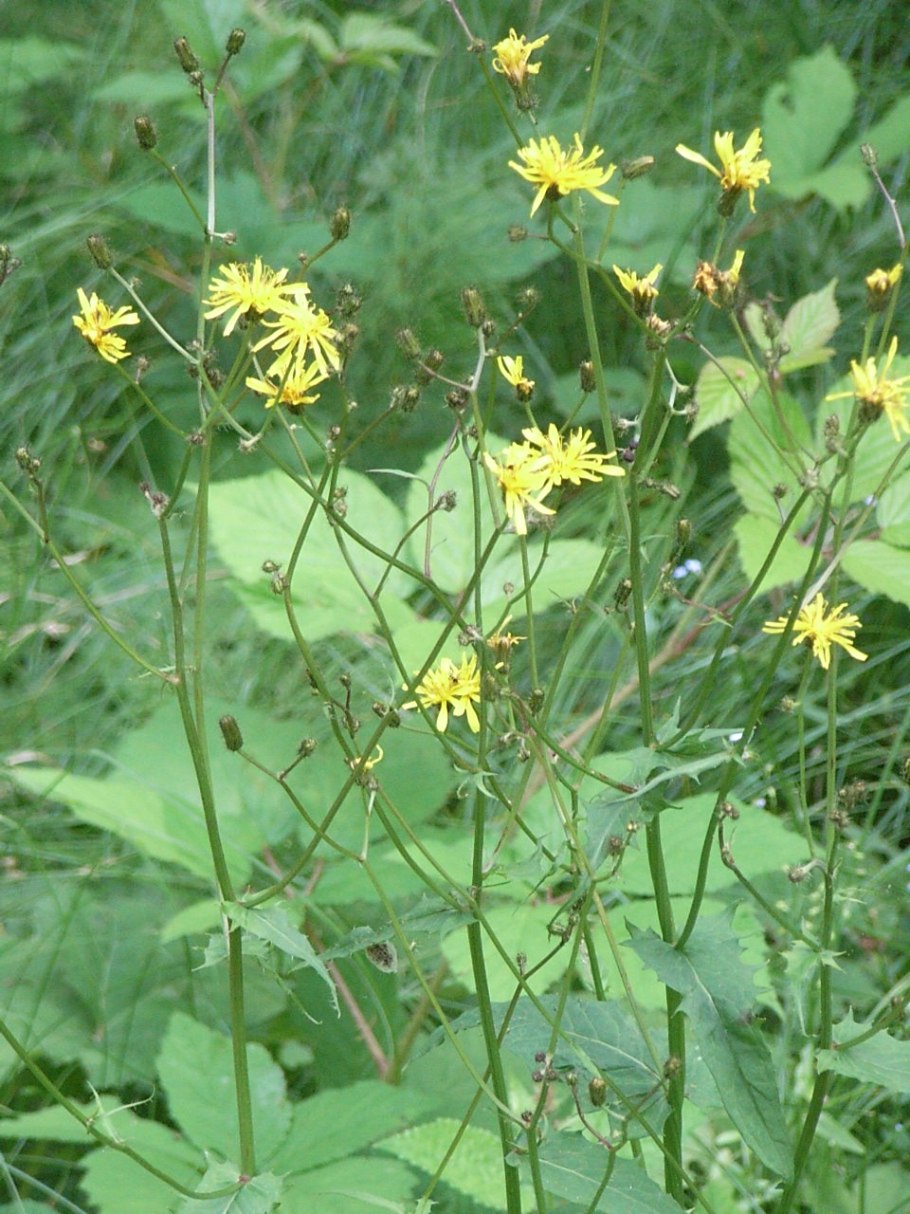 Crepis sibirica