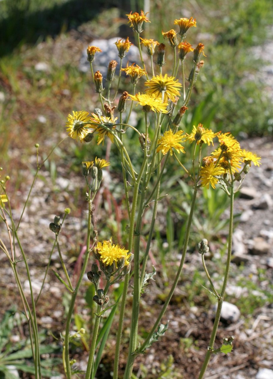 Ястребинка волосистая hieracium pilosella