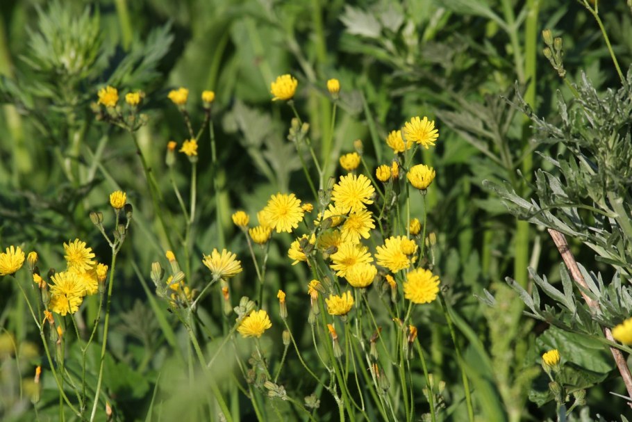 Скерда кровельная цветок