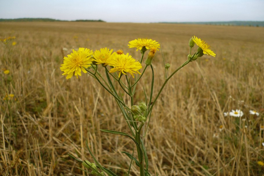 Растение Скерда Сибирская