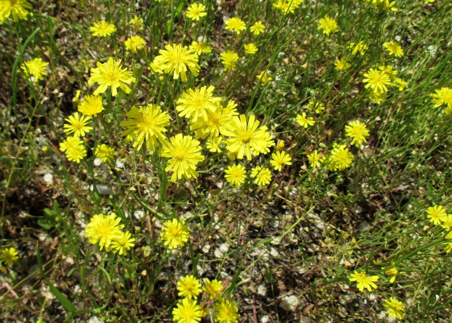 Скерда волосовидная Crepis capillaris