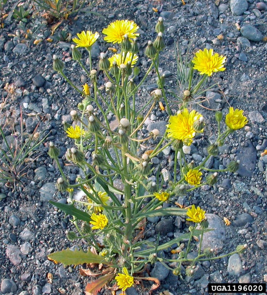 Ястребинка волосистая hieracium pilosella