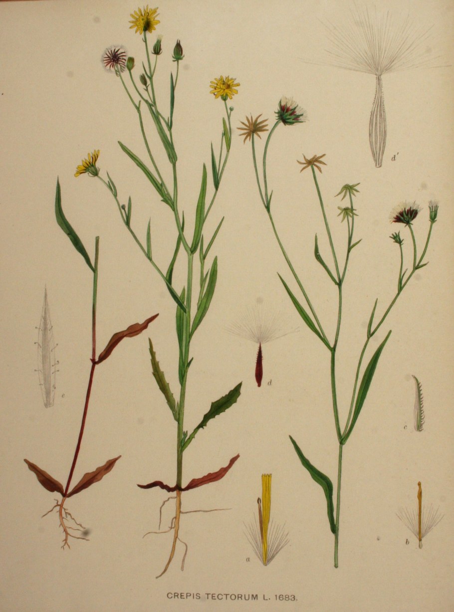 Crepis tectorum