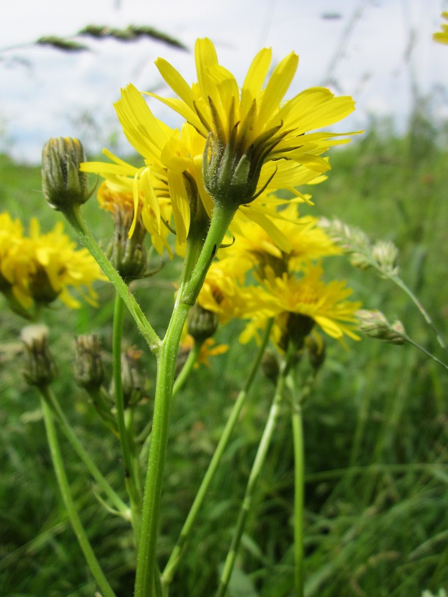 Crepis biennis